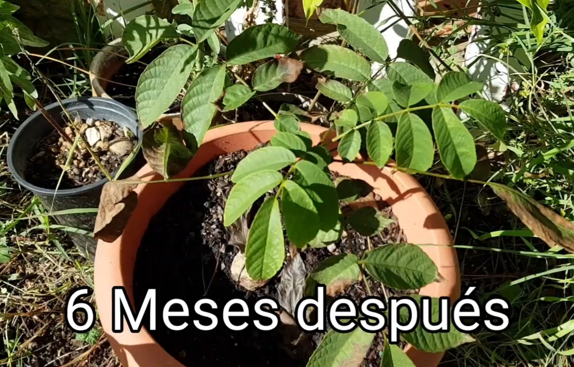 ☘️ Como germinar una nuez y sembrar un nogal Huerta Forestal