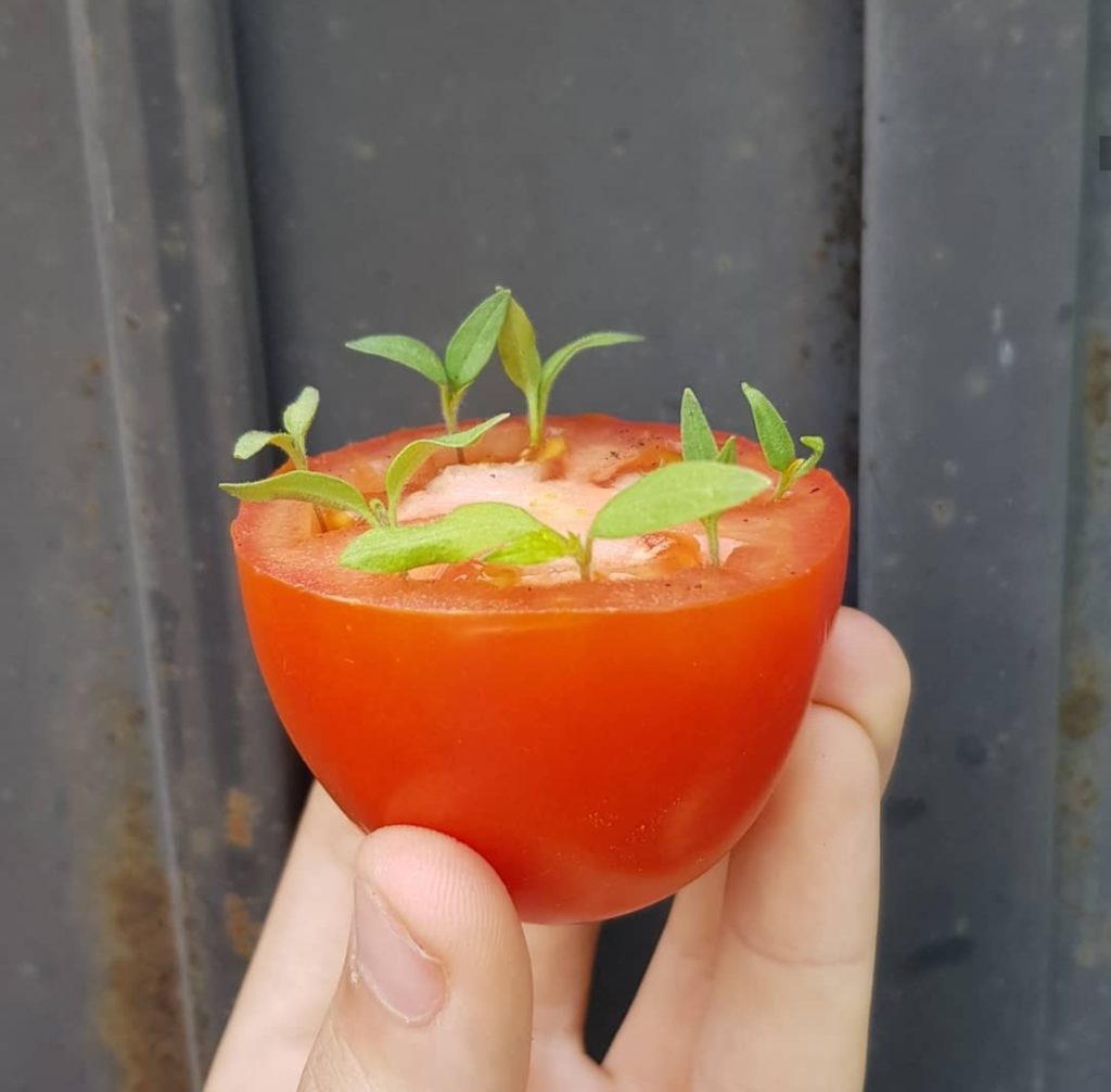 plantas de tomate