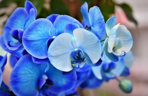 flor orquídea azul