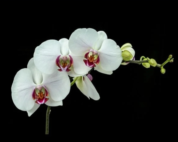 orquídea blanca
