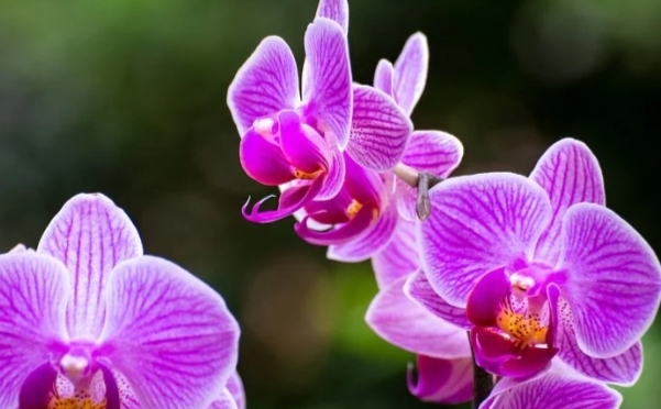 orquídea flor morada