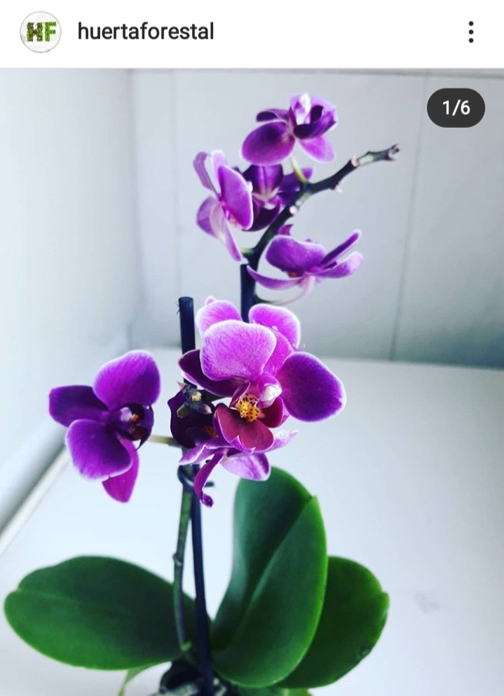 orquídea bonsai