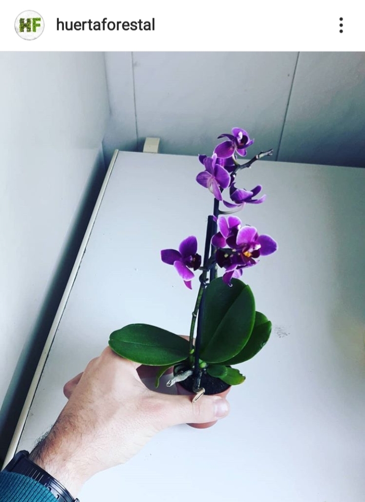 orquídea en miniatura