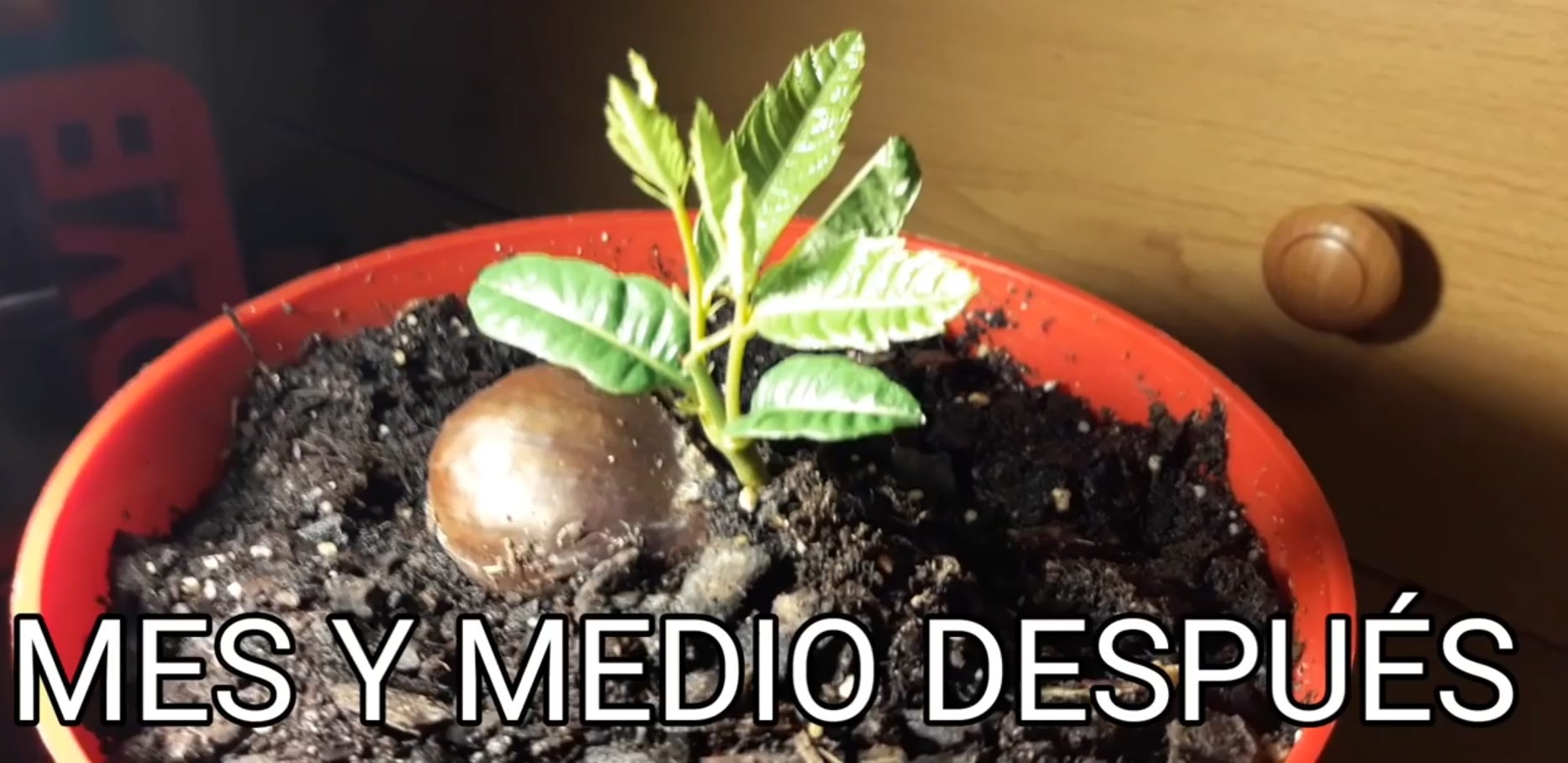 Cuanto Tarda En Germinar El Melon
