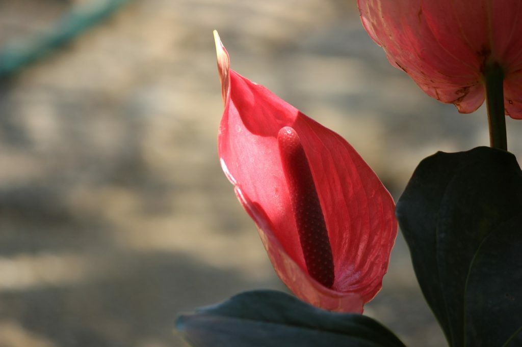 flor cuna de moises roja