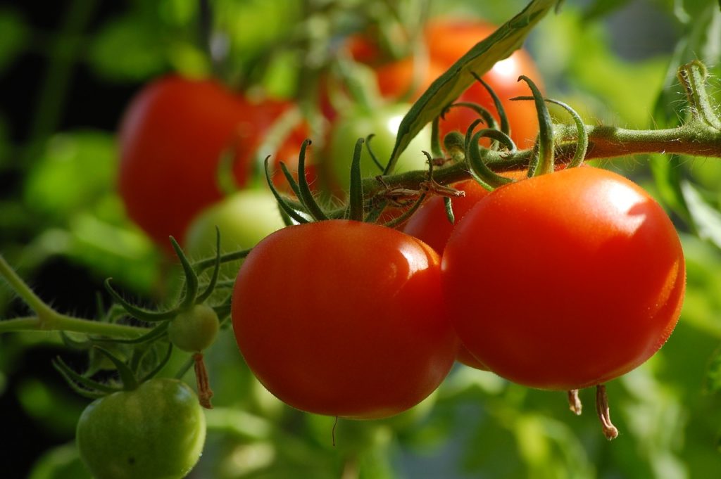 tomates de rama en la planta