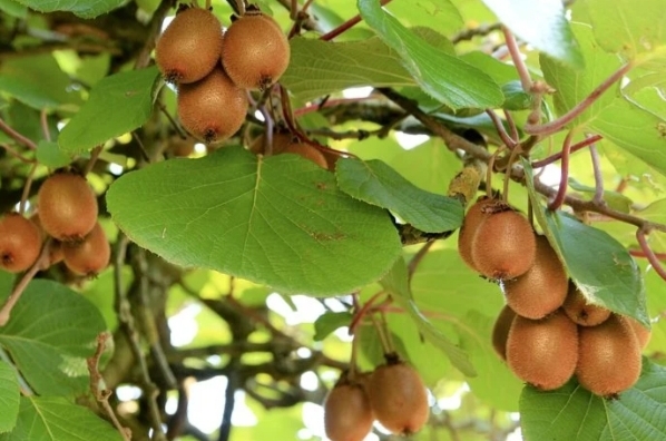 planta de kiwi con frutos