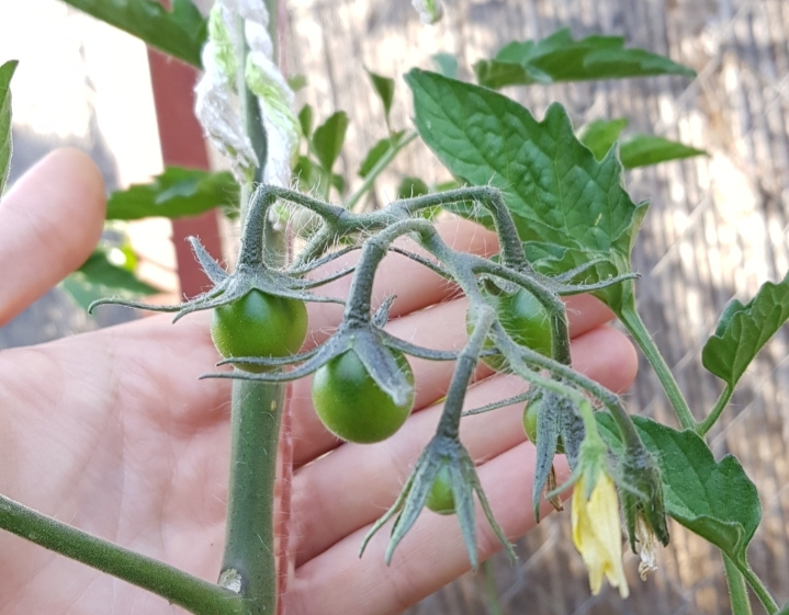 tomates cherry en la planta de tomatera
