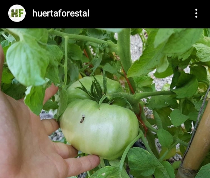 tomates enormes en la planta