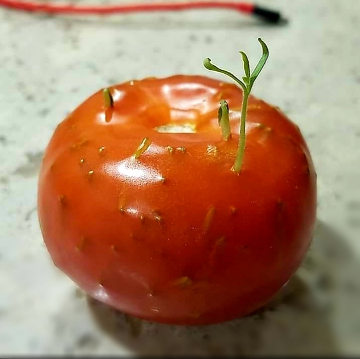semillas de plantas de tomateras creciendo dentro de un tomate