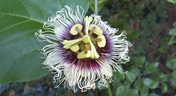 flor de la pasión y planta de maracuya en maceta