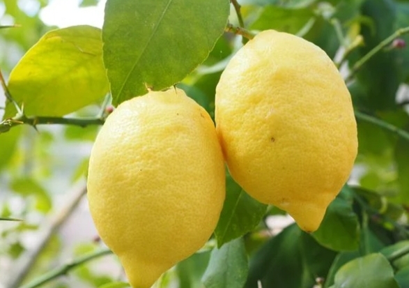 limonero en maceta