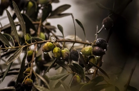 rama de olivo con aceitunas listas para su siembra